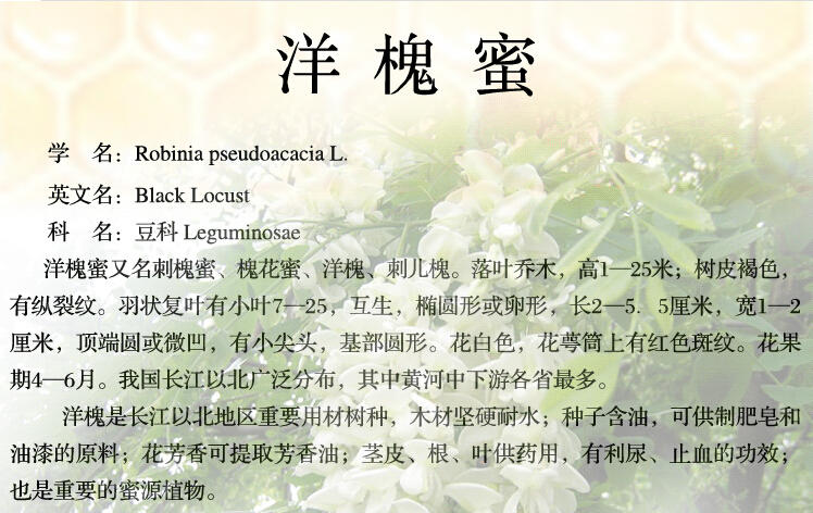 【青海特产】高原藏羚 洋槐蜂蜜500g