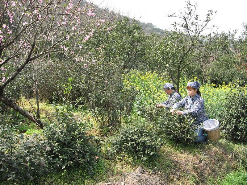 【江苏特产】2014新茶 二级正宗苏州洞庭山碧螺春绿茶叶 125克