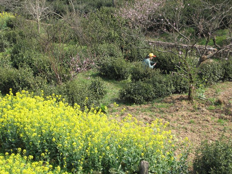 【江苏特产】2014新茶 二级正宗苏州洞庭山碧螺春绿茶叶 125克