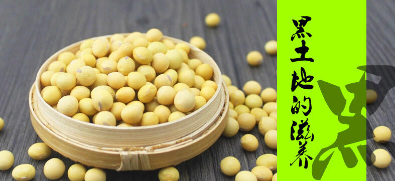牛哥东北有机黄豆 非转基因黄豆 豆浆专用 新粮 黑龙江大豆 有机杂粮