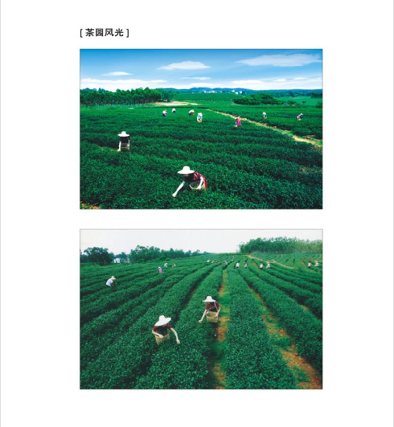 【广东特产】茗上茗有机绿茶叶100克/袋