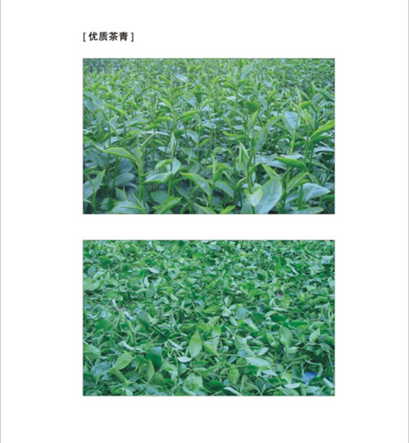 【广东特产】茗上茗有机绿茶叶100克/袋