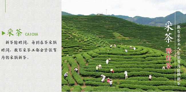 【河南特产】豫信茶叶舌尖信阳绿茶毛尖炒青茶叶 明前特级2015新茶春茶手工茶铁盒