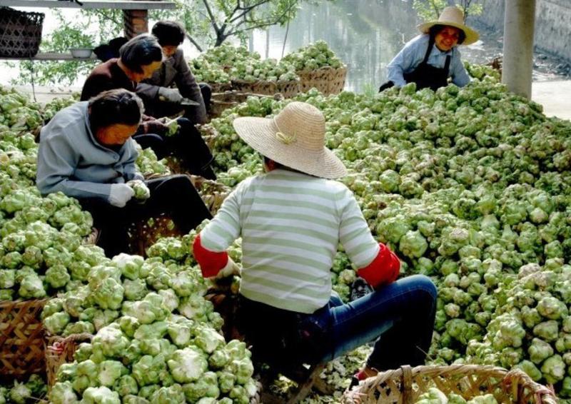 宁波鄞州特产李家洋榨菜400g 老字号 好味道