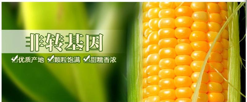 【黑龙江特产】依博源糯玉米棒香甜软嫩220gX10穗