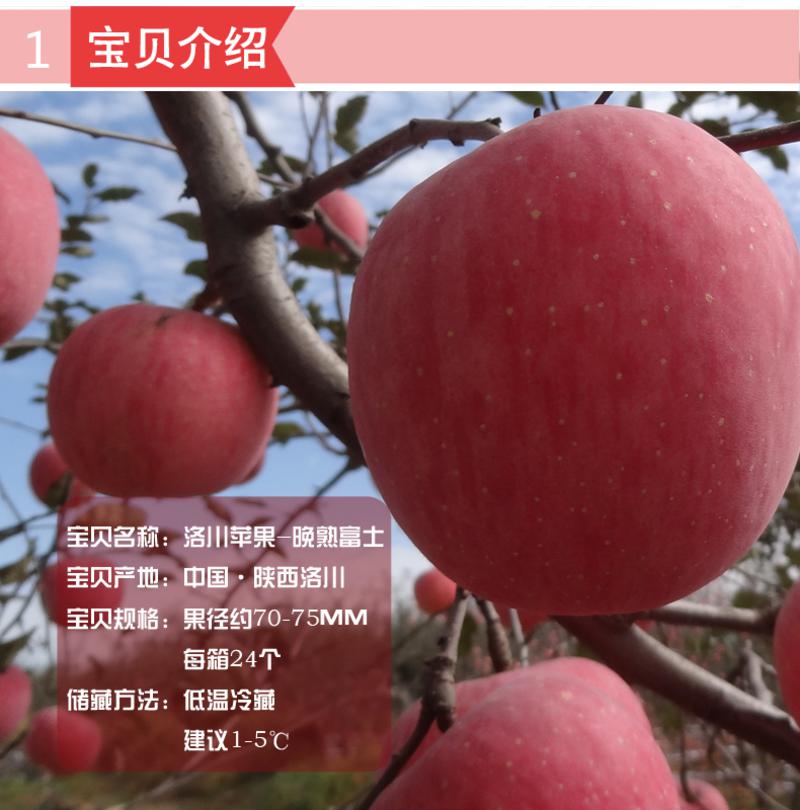 【嘉善堂】洛川苹果 洛川红富士 24个果径75cm苹果 产地直供 包邮 4500g