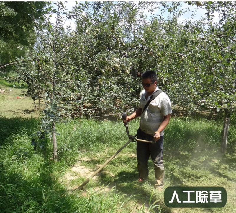 【嘉善堂】洛川苹果 洛川红富士 24个果径75cm苹果 产地直供 包邮 4500g