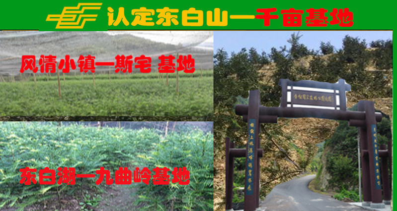 【义乌商城】东白山2+1源种嫁接香榧苗 2年草苗+1年嫁接苗10株