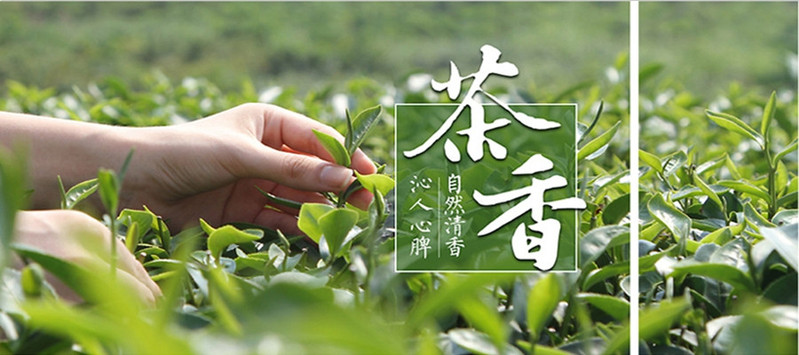  盘草一级古丈红茶250g 帮扶产品