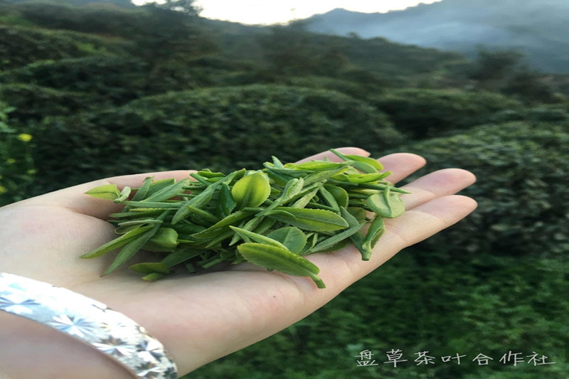  盘草一级古丈毛尖罐装250g 帮扶产品