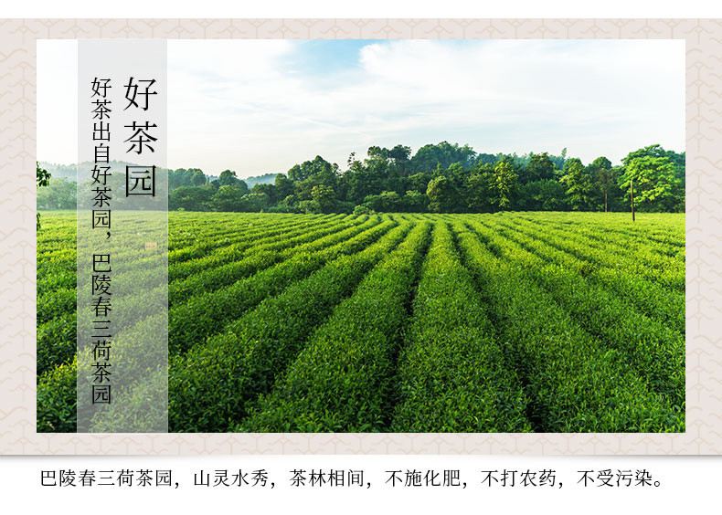 【岳阳馆】巴陵春 岳阳毛尖 半斤实惠袋装绿茶 办公茶家用茶口粮茶