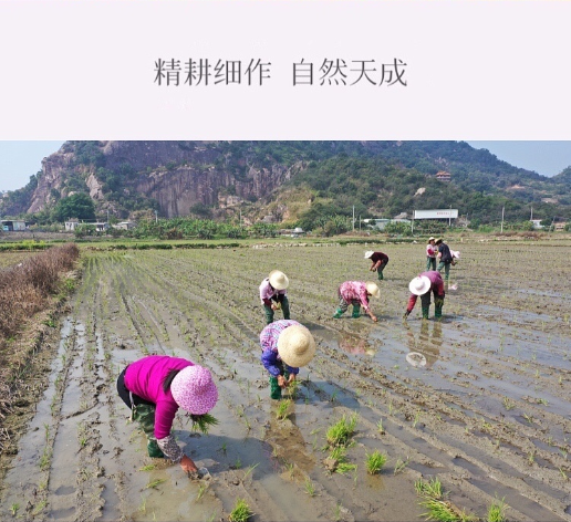 粮丰【汕头潮阳振兴馆】潮阳粮丰丝苗米 精选级 优质大米 2.5kg