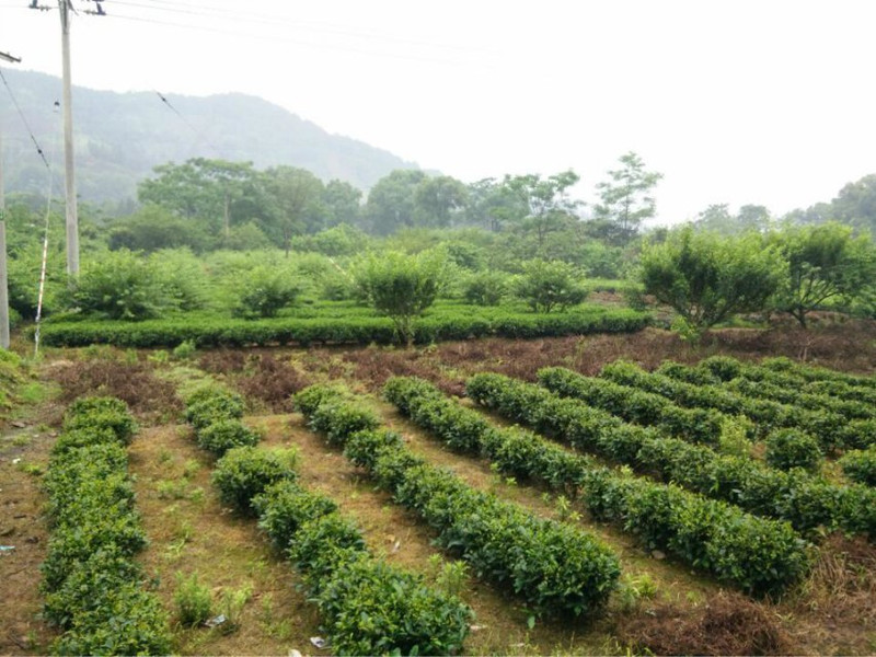 明前春茶白毫银针 福鼎 纯日晒工艺白茶散装银针