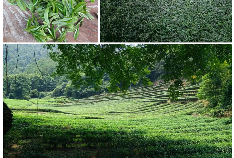 新茶福建优质云雾天然绿茶散装有机高山绿茶