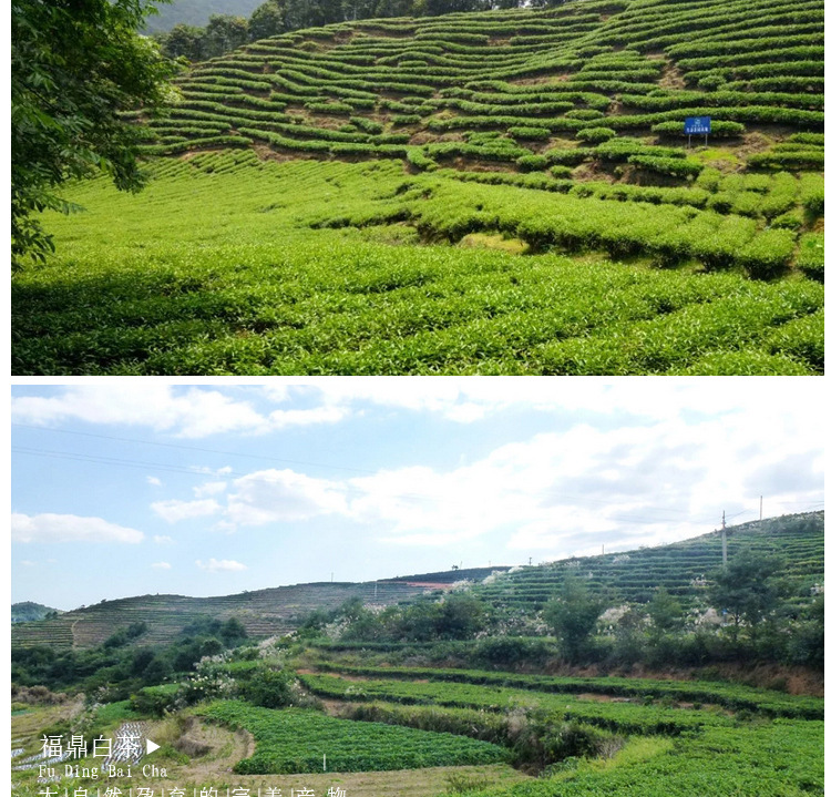 2015年产福鼎白茶野生白牡丹茶饼350克