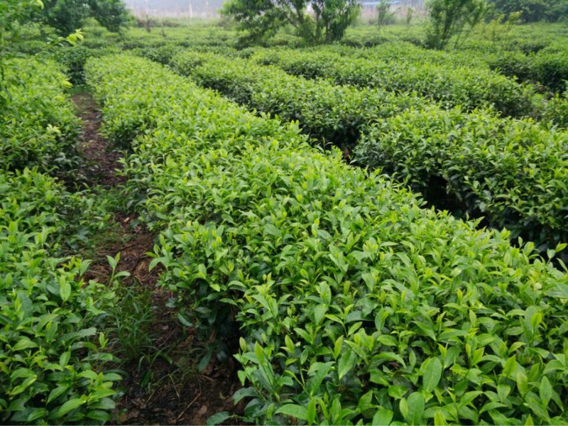 明前春茶白毫银针 福鼎 纯日晒工艺白茶散装银针