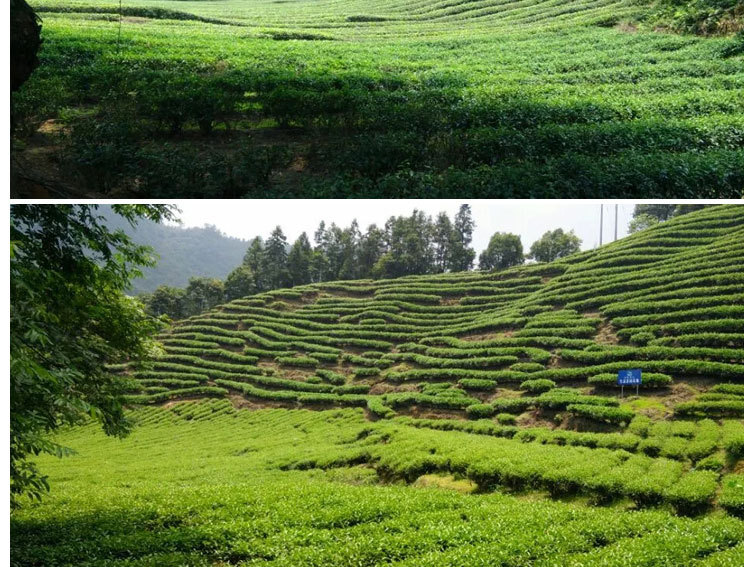 福鼎老白茶 高山野生白茶饼寿眉350g福鼎白茶饼