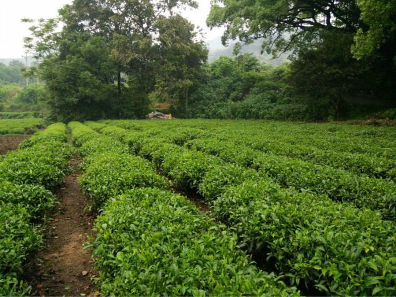 明前春茶白毫银针 福鼎 纯日晒工艺白茶散装银针