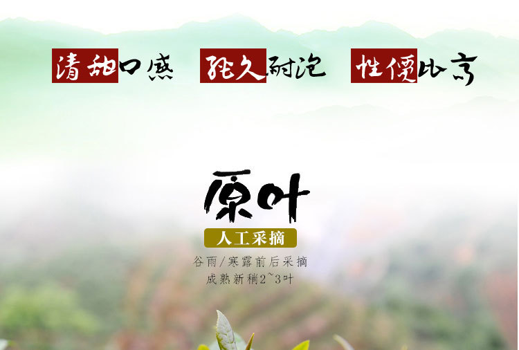 新茶福建优质云雾天然绿茶散装有机高山绿茶