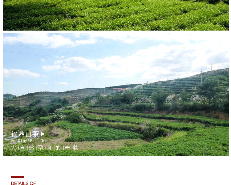 茉莉龙珠绣球茉莉花茶 散装花果茶清热去火