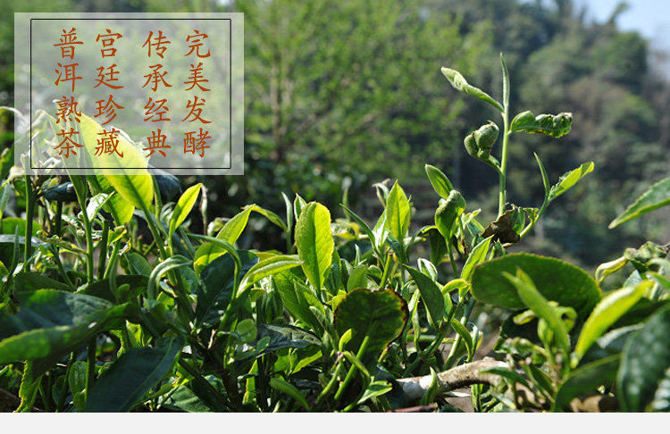 普洱茶熟茶饼普洱熟茶 云南普洱茶古树茶357克