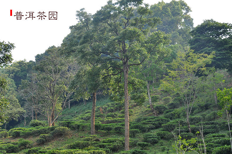 普洱茶500g金纸包装困鹿山迷你小沱茶 普洱熟茶金芽