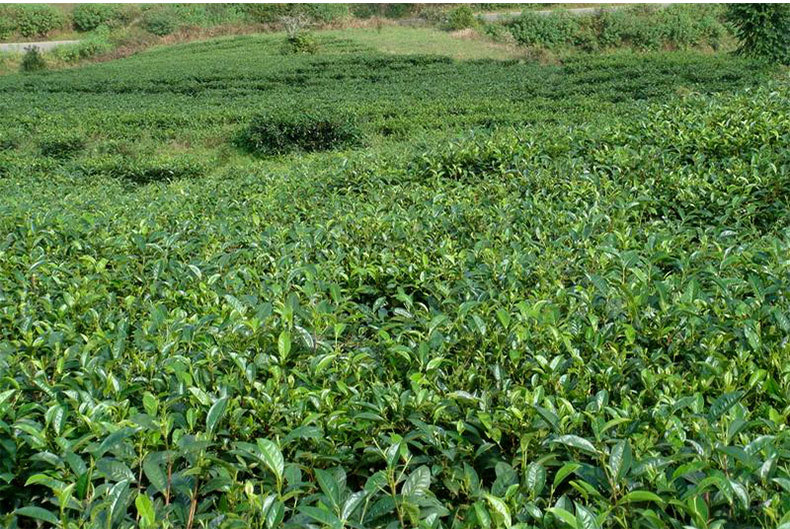 120g超薄茶饼便于陈化云南普洱茶生茶 饼茶