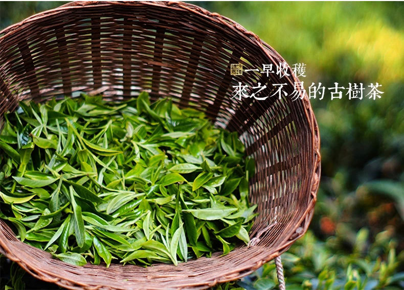 云南普洱茶熟茶 3年陈宫廷普洱茶饼357g