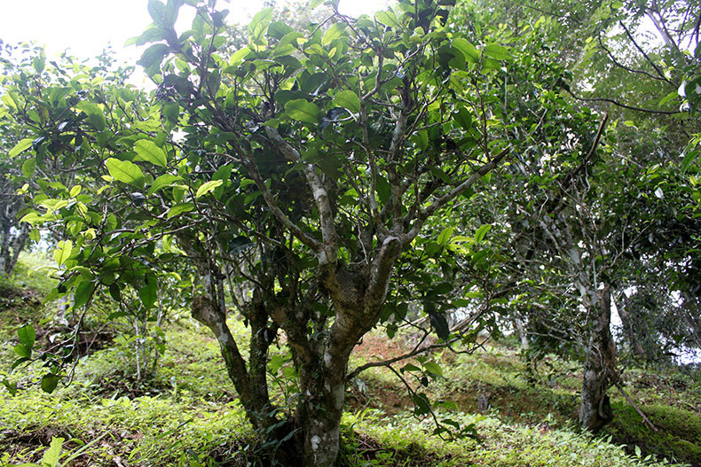 普洱茶500g金纸包装困鹿山迷你小沱茶 普洱熟茶金芽