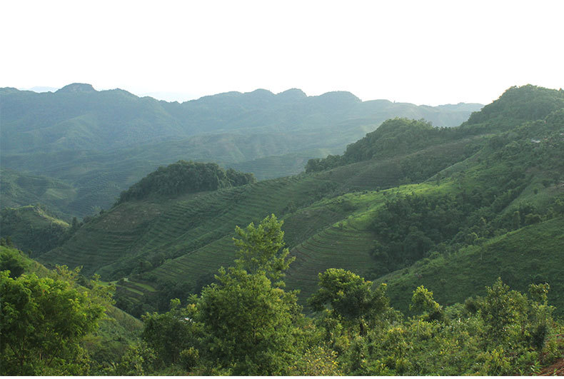 普洱茶500g金纸包装困鹿山迷你小沱茶 普洱熟茶金芽