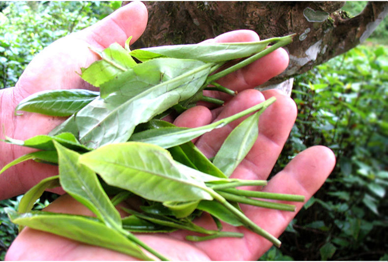 云南黑茶普洱茶云南普洱茶野生生茶500g