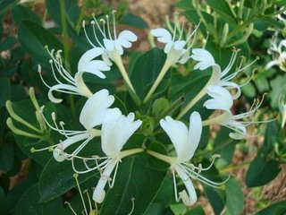 金银花花茶 花草茶 金银花 花茶饼 200g