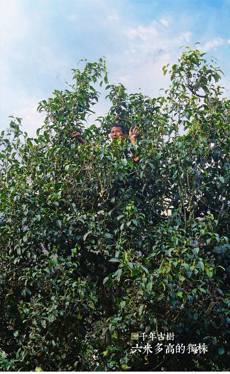 普洱茶500g金纸包装困鹿山迷你小沱茶 普洱熟茶金芽