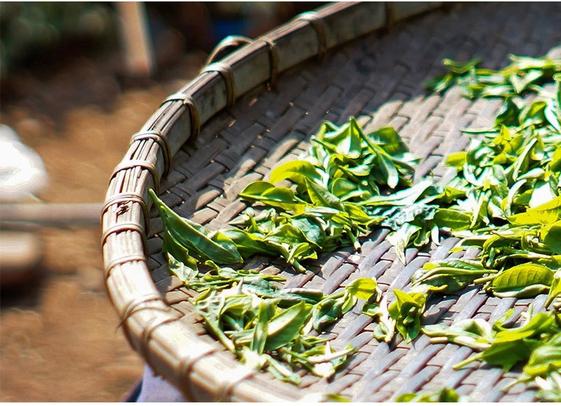 普洱茶500g金纸包装困鹿山迷你小沱茶 普洱熟茶金芽