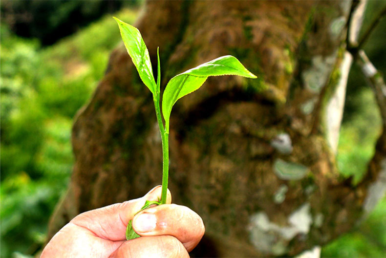 普洱茶500g金纸包装困鹿山迷你小沱茶 普洱熟茶金芽