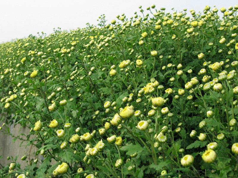 菊花茶 花果茶 胎菊花茶饼200g