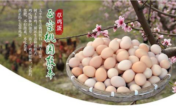 茸城草鸡蛋（24枚）