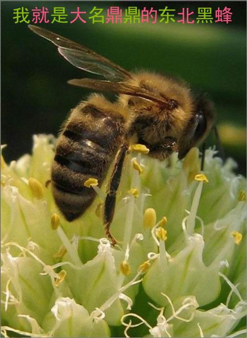 [老山珍]东北黑蜂原蜂蜜1000g