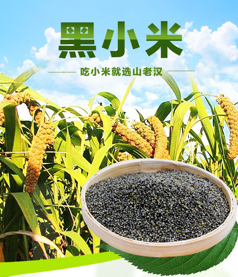 2016新山老汉黑小米 山西特产五谷粗粮农家小米杂粮2.5kg