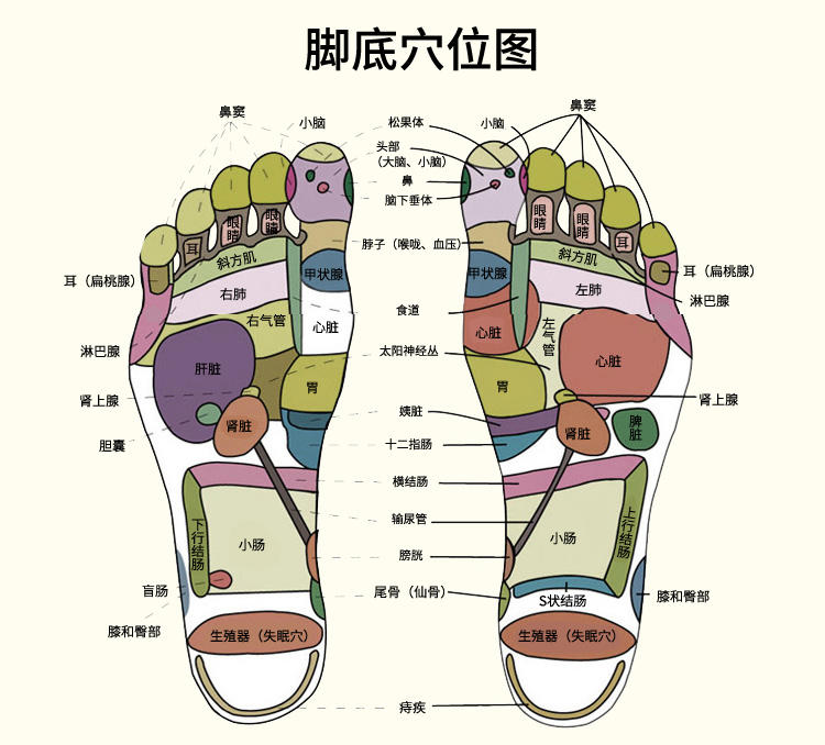 KASRROW/凯仕乐（国际品牌）KSR-A662  超深桶 电脑版足部按摩器 泡脚盆 洗脚盆