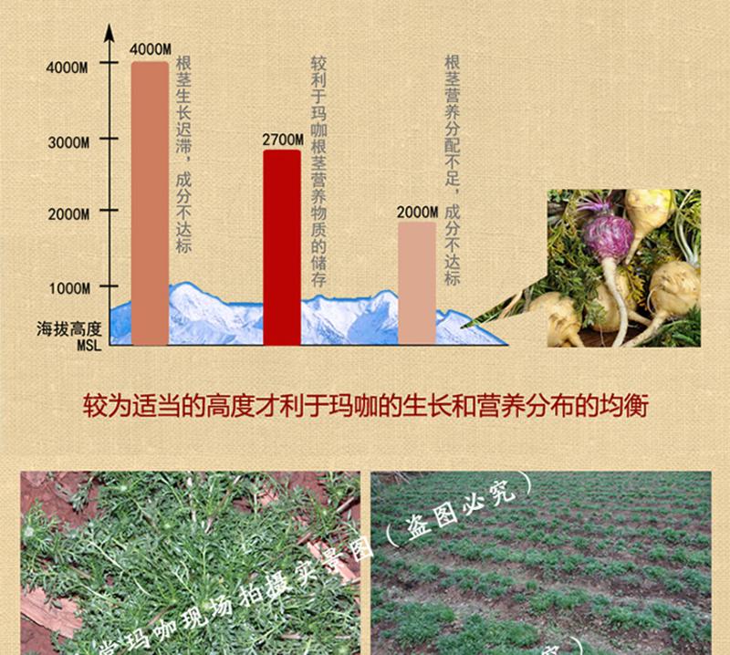 九和堂 云南 精品玛咖 60+12粒 加量20%