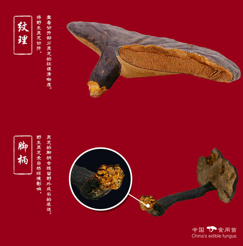 五马寨野生黑灵芝 500g/盒