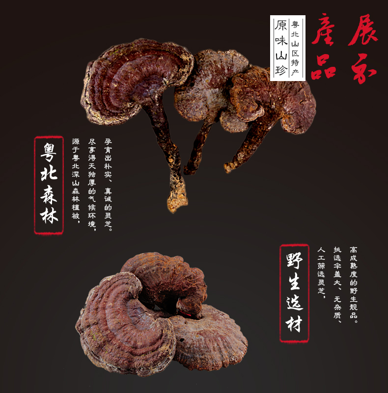 五马寨野生赤灵芝 500g/盒