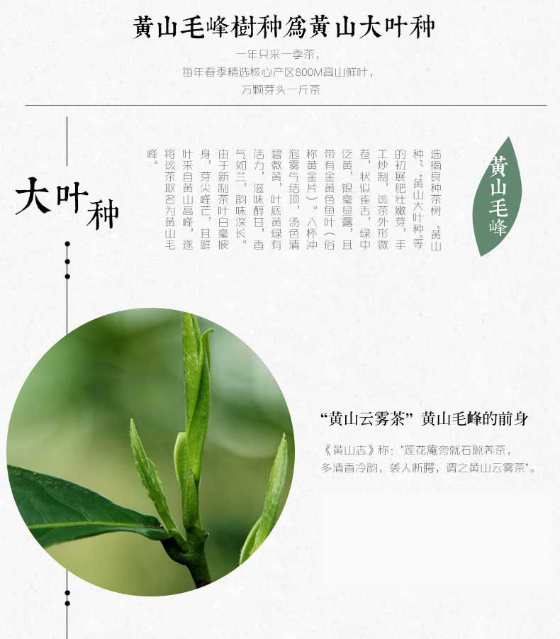 2017年新茶上市 谢裕大黄山毛峰雨前俏峰300g礼盒 特三雨前绿茶茶叶