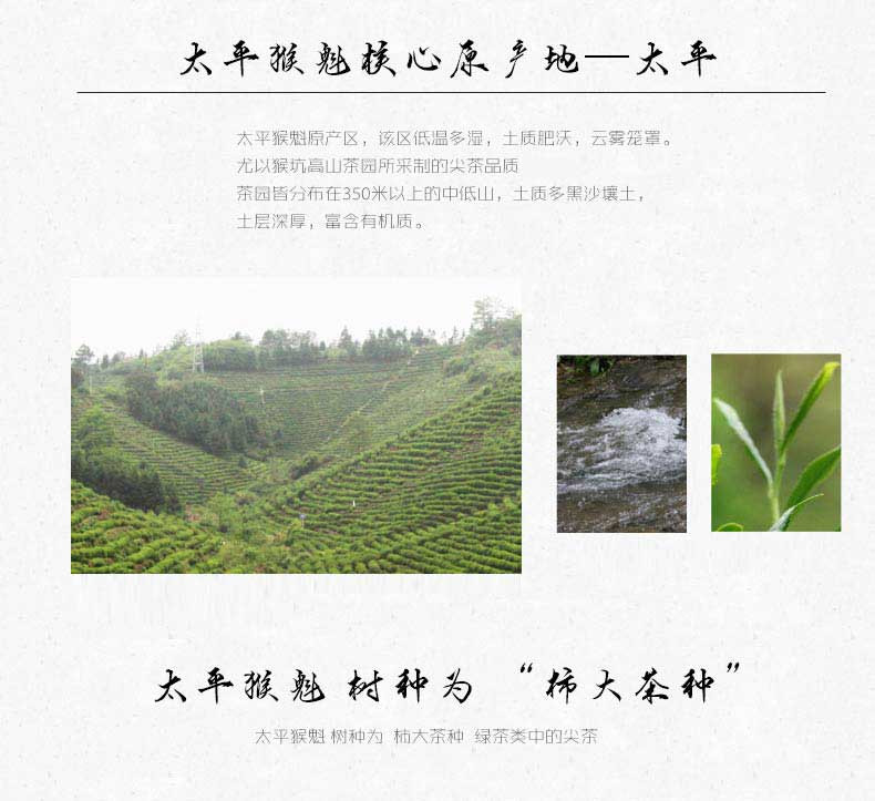 2017年新茶上市 谢裕大太平猴魁 猴魁魁玉200g听一级 明前绿茶茶叶