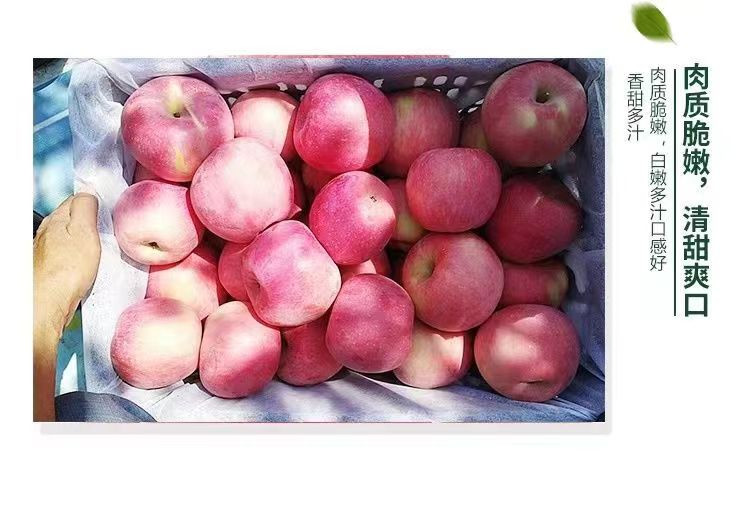 农家自产 山西运城临猗冰糖心苹果带箱9.5斤（80mm 以上）包邮