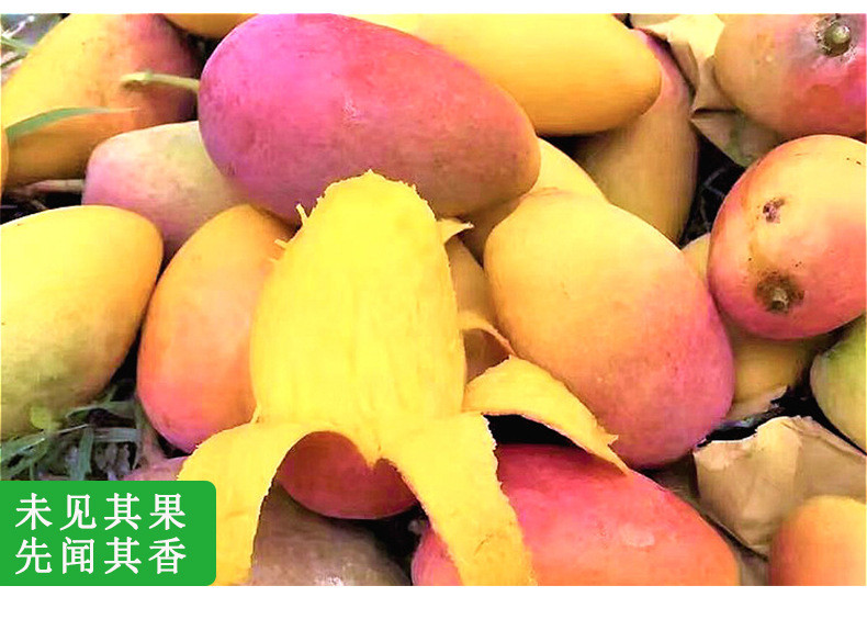 海南三亚新鲜芒果 当季超甜水果 中果贵妃芒