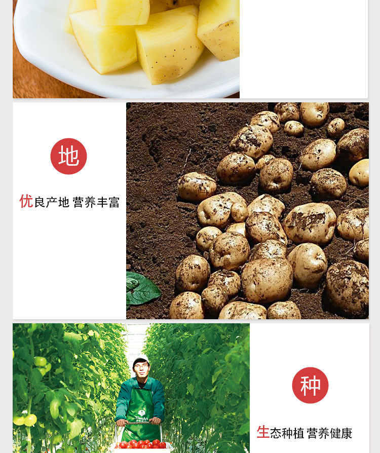 仙居厂家供应绿色农产品蔬菜 直销土豆