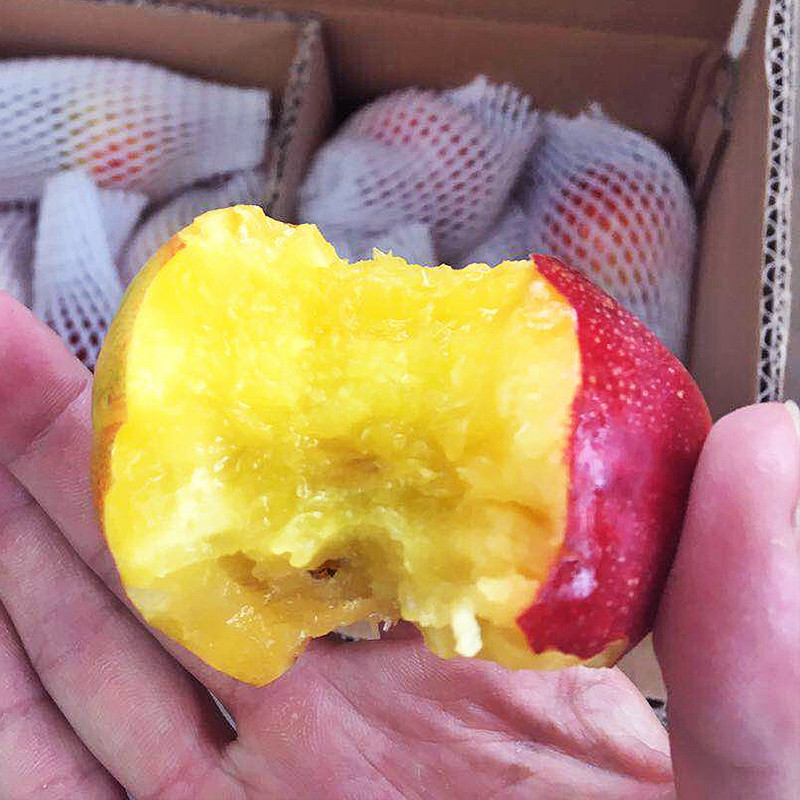 运城油桃 新鲜美味 脆甜可口 自然健康油桃
