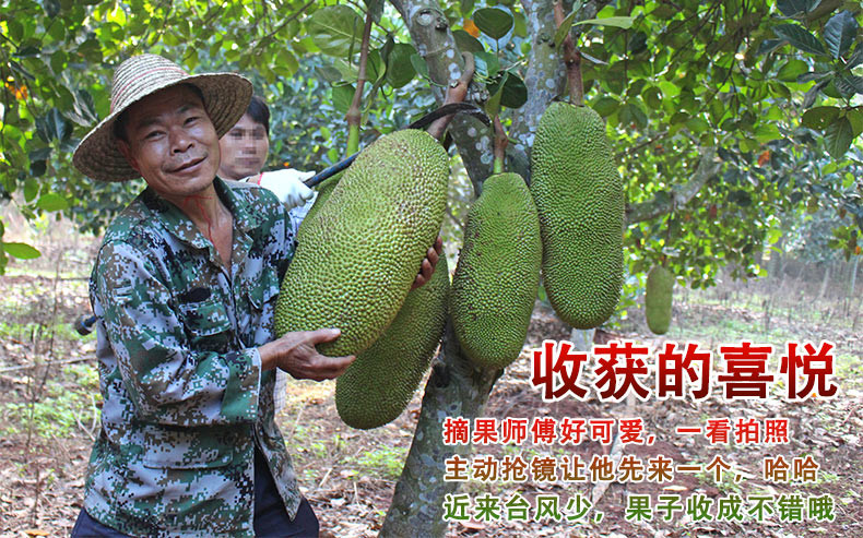 海南菠萝蜜新鲜水果 当季波萝密非红心肉